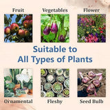 Japanese Amino Acid Shampoo Japan Evening Tree Shampoo Thick and Smooth Hair (PACK OF 2) - TREZ_SAKURA SHEMPOO_PC-2